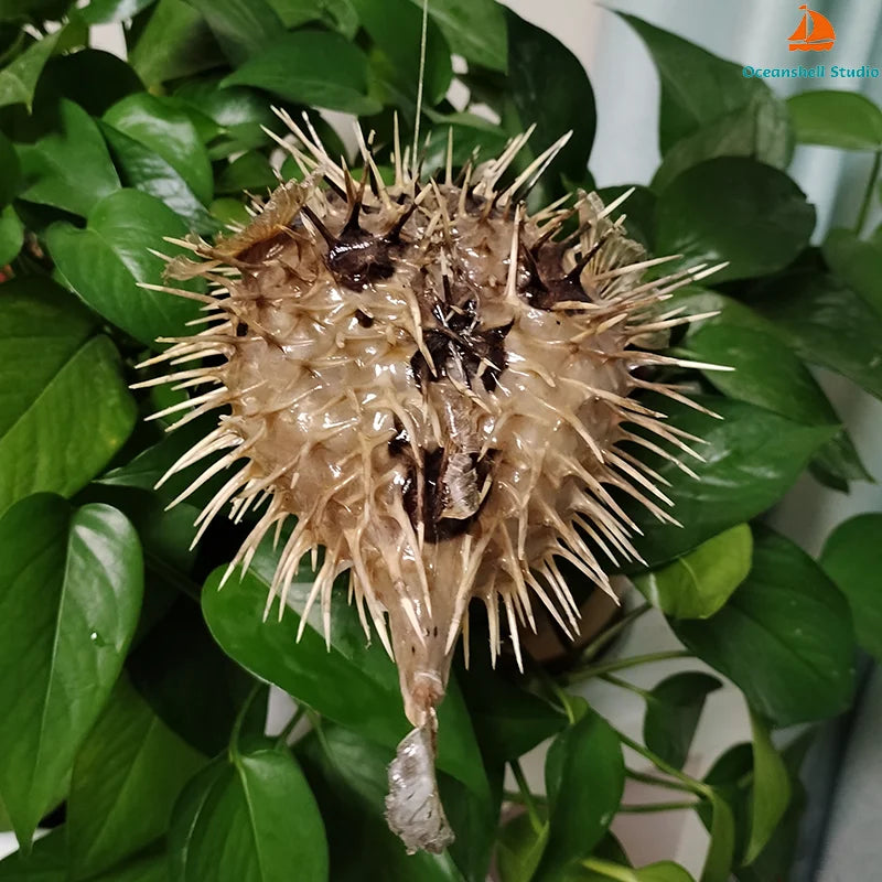 Preserved Pufferfish Specimen