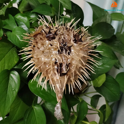 Preserved Pufferfish Specimen