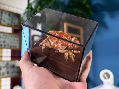 The Gaillardiellus Orientalis - Preserved Crab Specimen