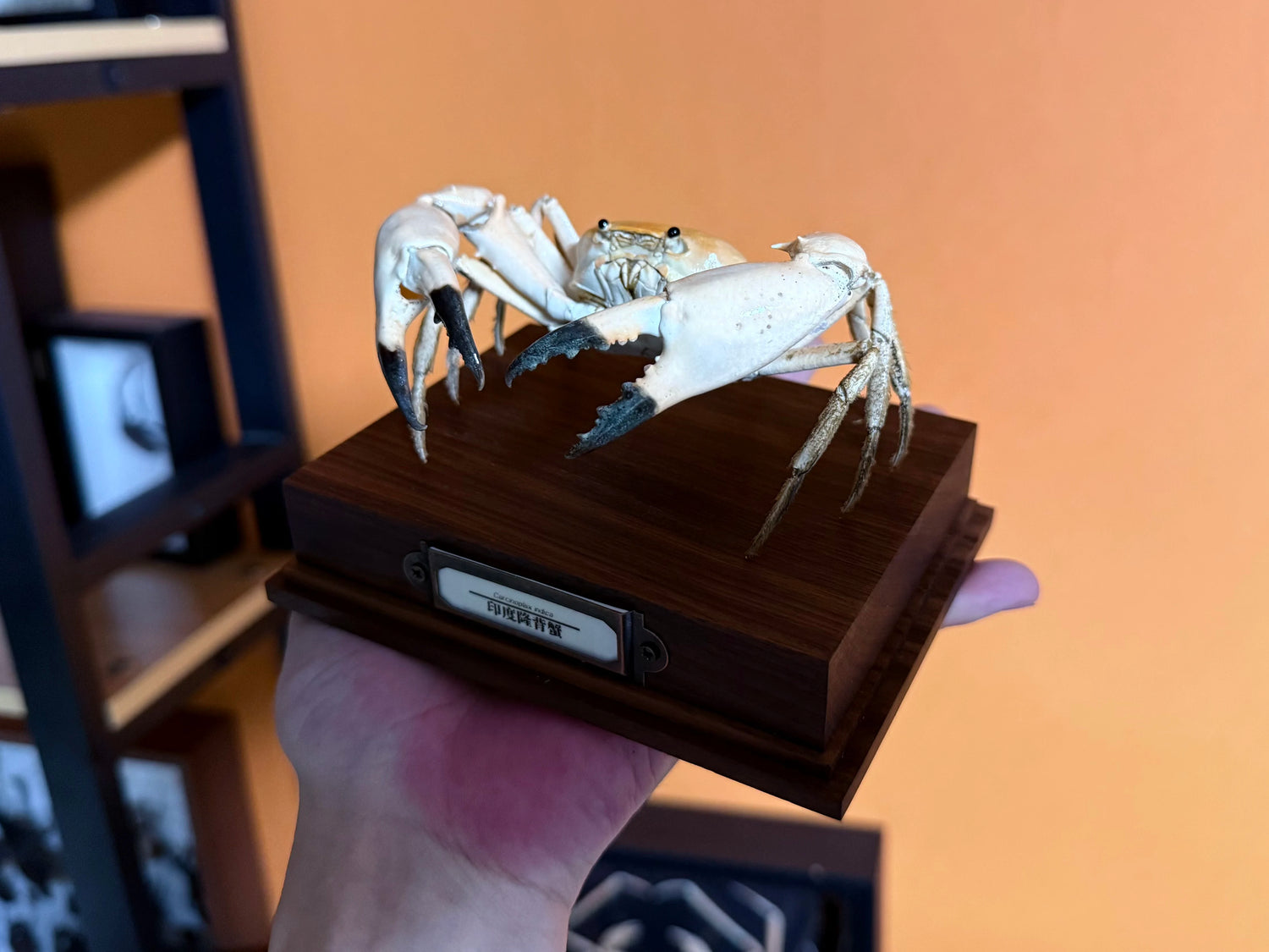 The Carcinoplax Indica - Rare Humpback Crab with Red Dorsal Spot