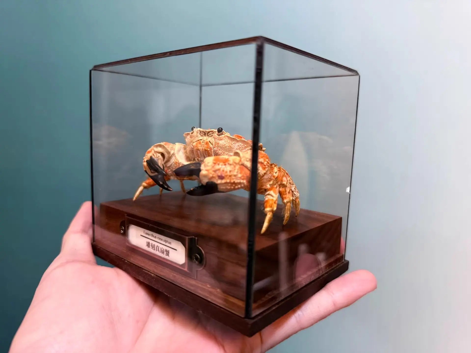 The Lophozozymus Incisus - Preserved Angular Crab Specimen