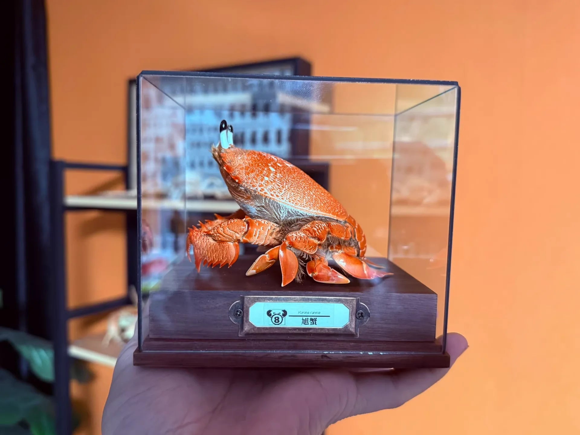 Ranina Ranina - Backwards Frog Crab with Blue Eye Stalks