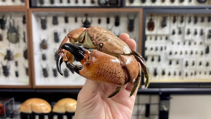 The Menippe Rumphii - Preserved Stone Crab Specimen with Oversized Claws