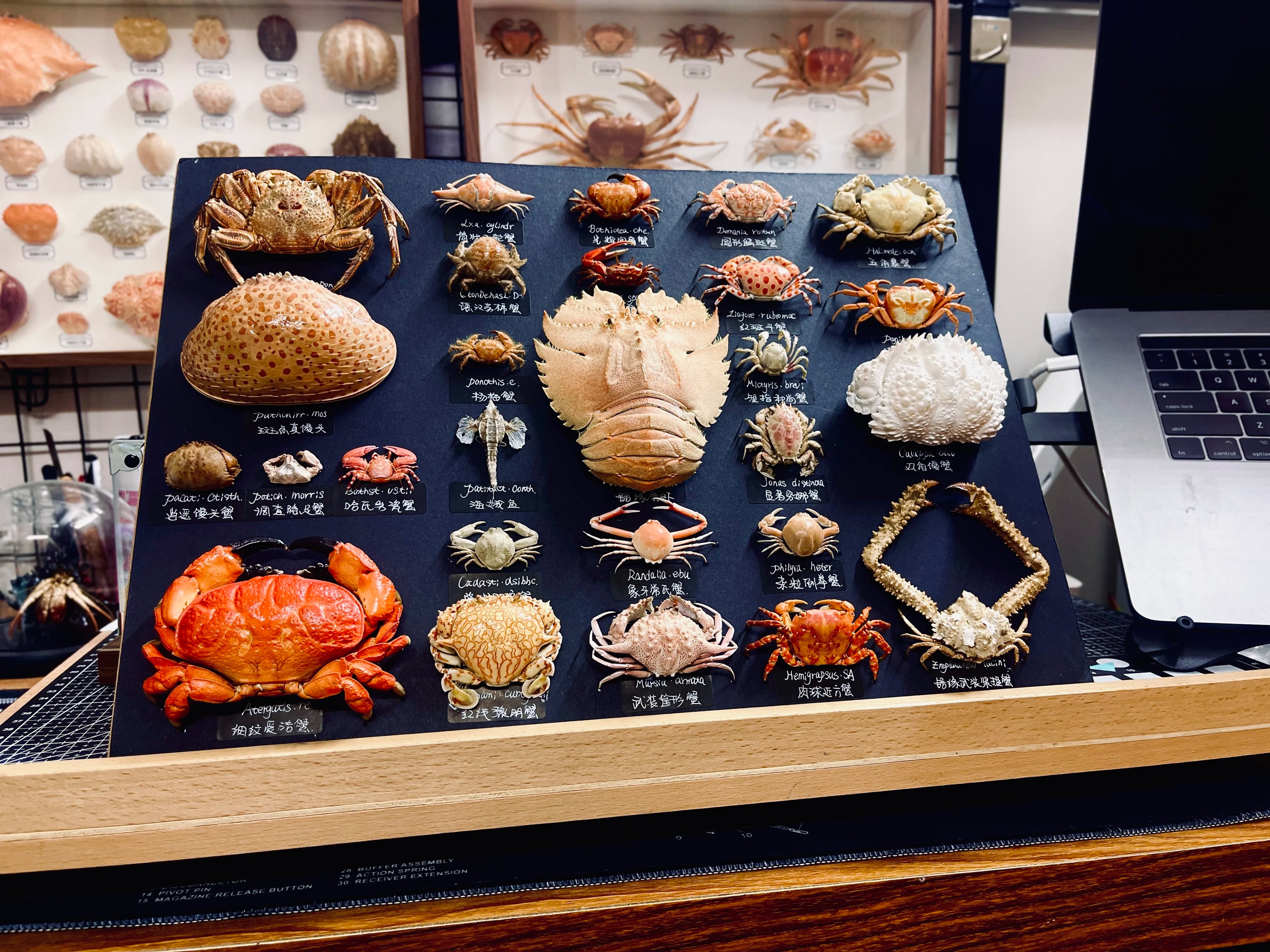 The Menippe Rumphii - Preserved Stone Crab Specimen with Oversized Claws