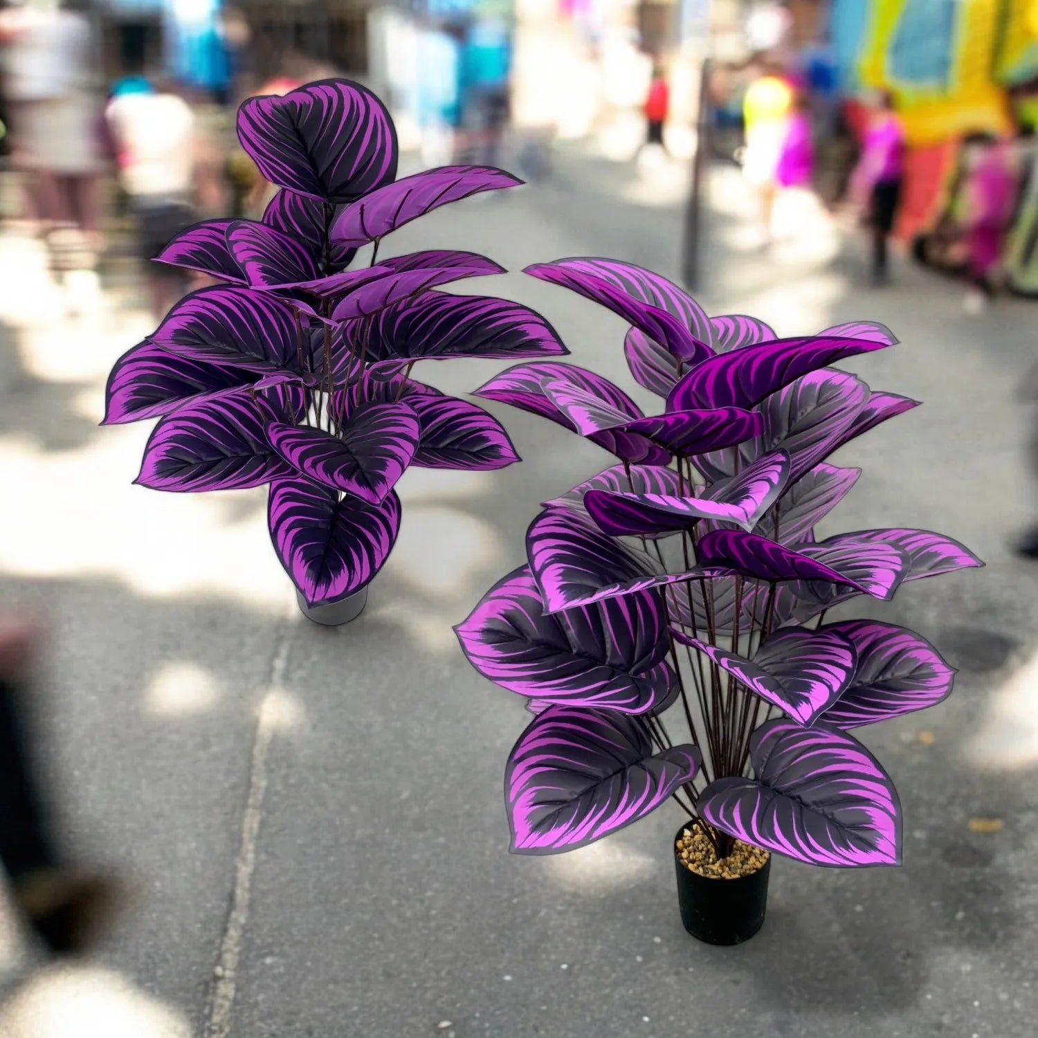 PURPLE TROPICAL FOLIAGE PLANT