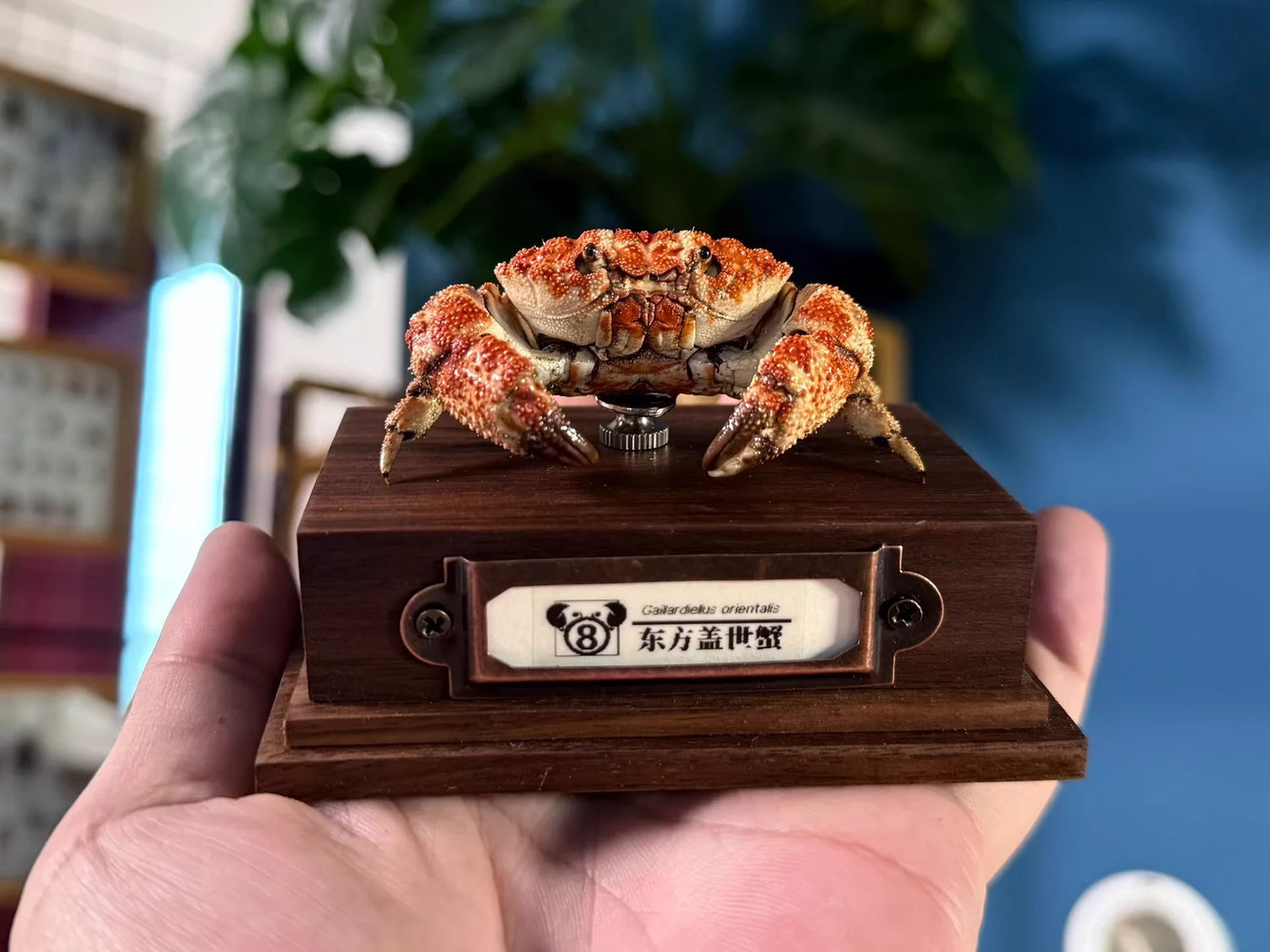 The Gaillardiellus Orientalis - Preserved Crab Specimen