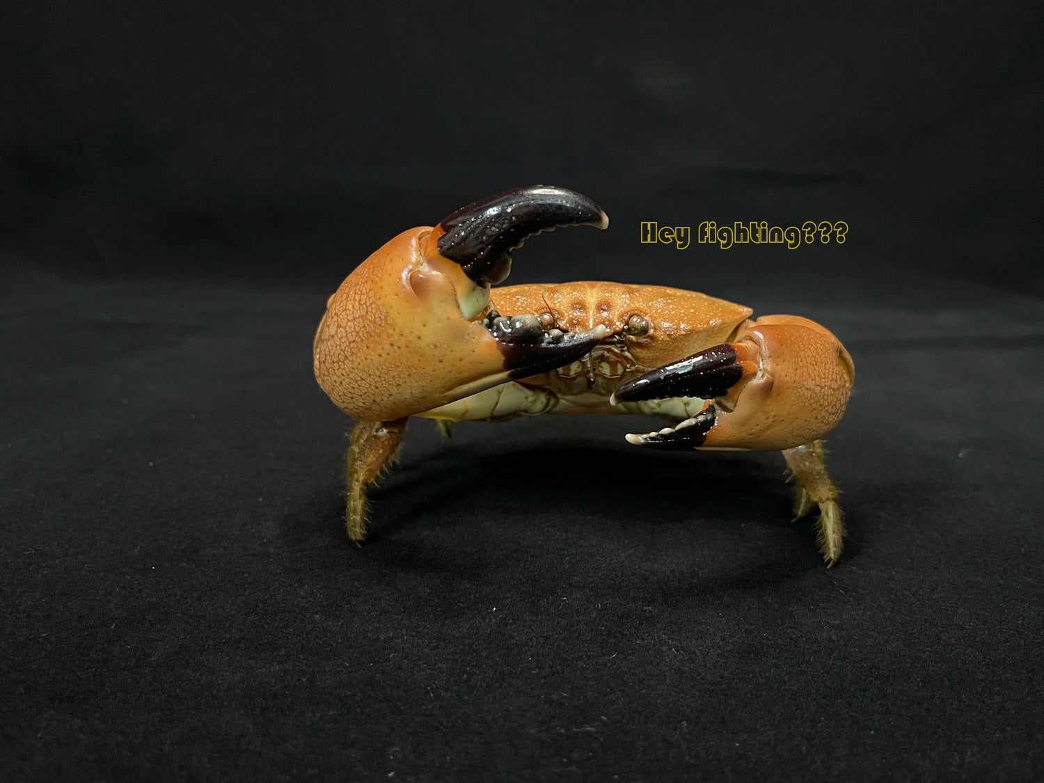 The Menippe Rumphii - Preserved Stone Crab Specimen with Oversized Claws