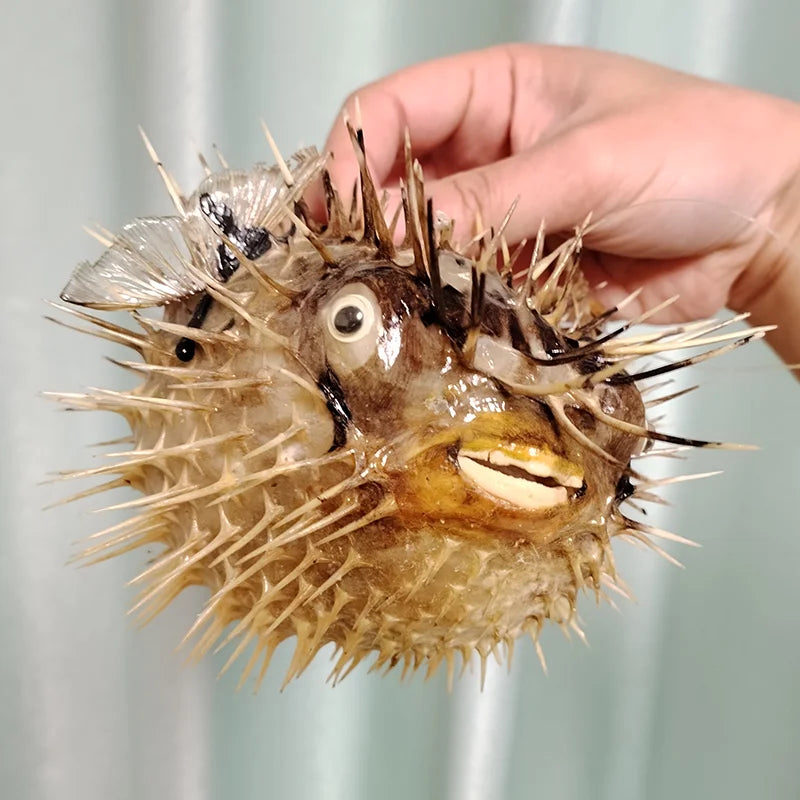 Preserved Pufferfish Specimen