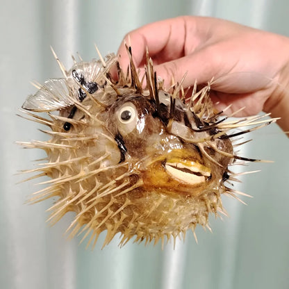 Preserved Pufferfish Specimen