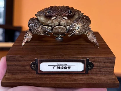 Daira Perlata - Pearl-Textured Crab with Bumpy Shell