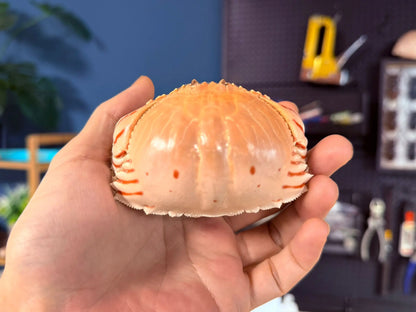 Calappa Lophos - Box Crab Specimen with Spotted Dome Shell