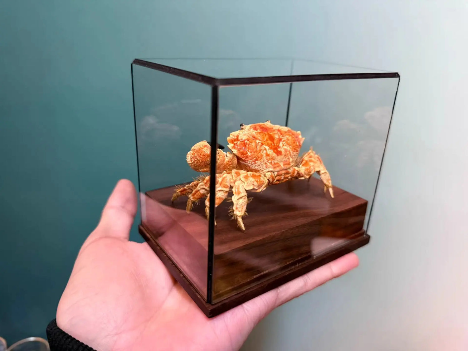 The Lophozozymus Incisus - Preserved Angular Crab Specimen