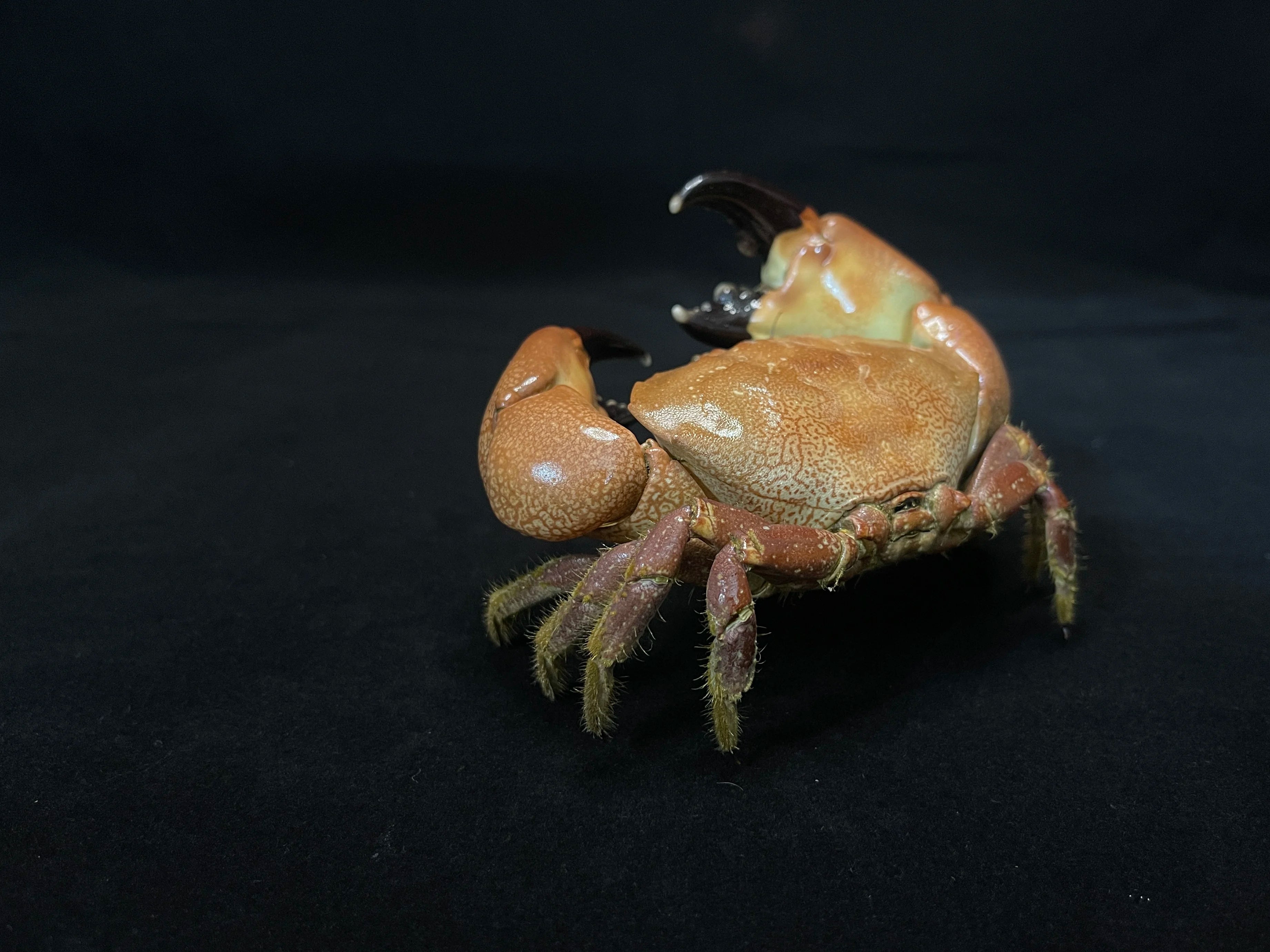 The Menippe Rumphii - Preserved Stone Crab Specimen with Oversized Claws