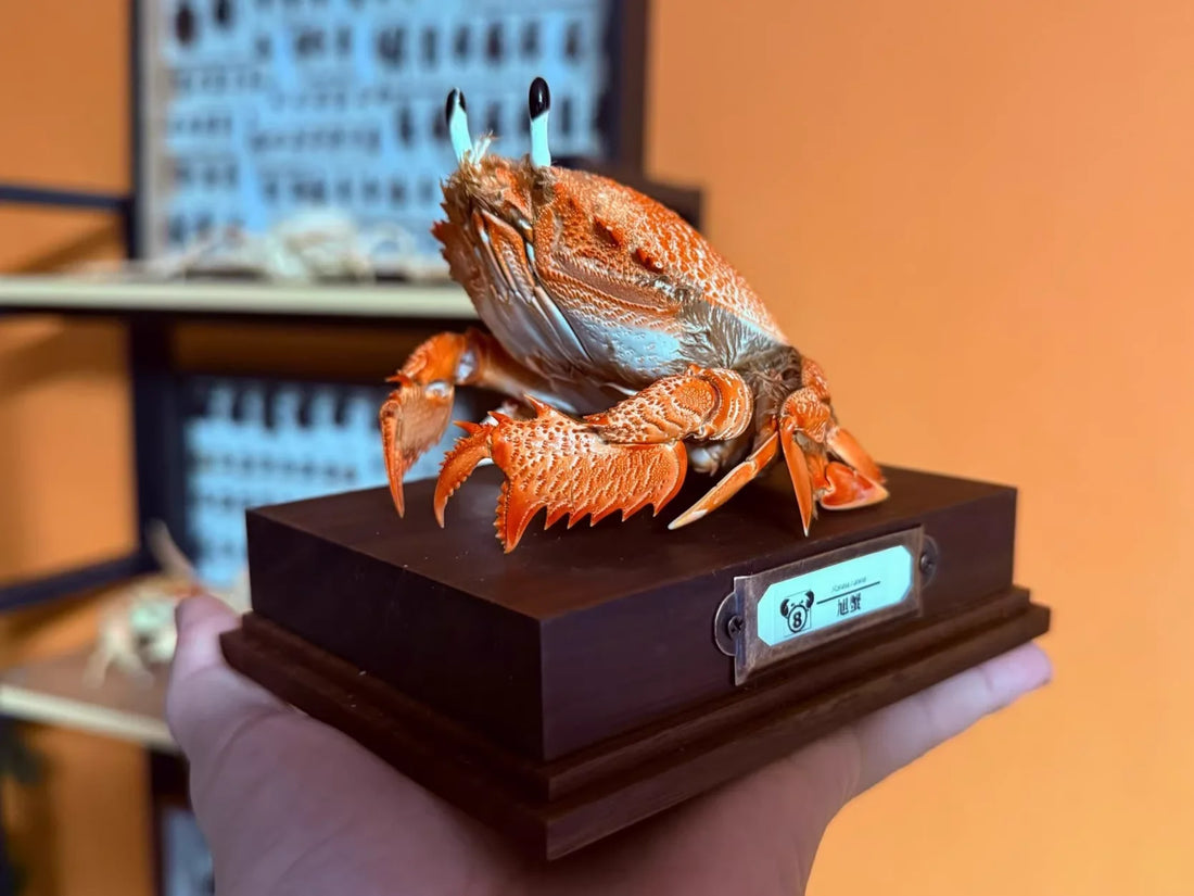 Ranina Ranina - Backwards Frog Crab with Blue Eye Stalks