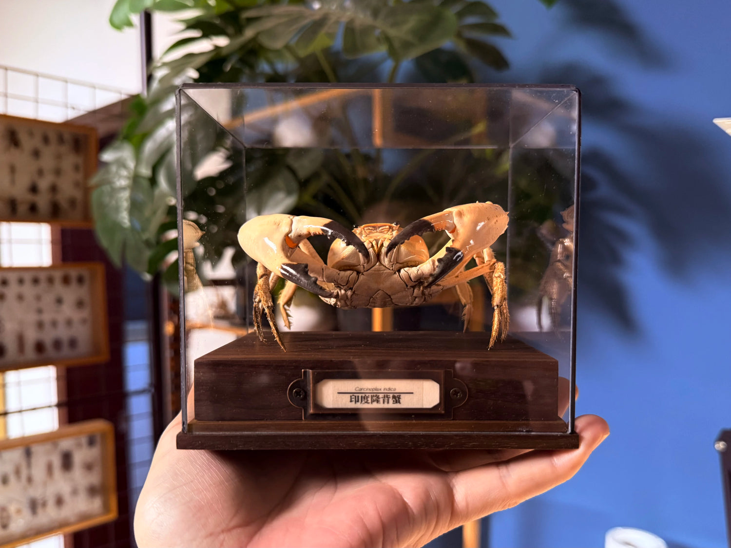 The Carcinoplax Indica - Rare Humpback Crab with Red Dorsal Spot