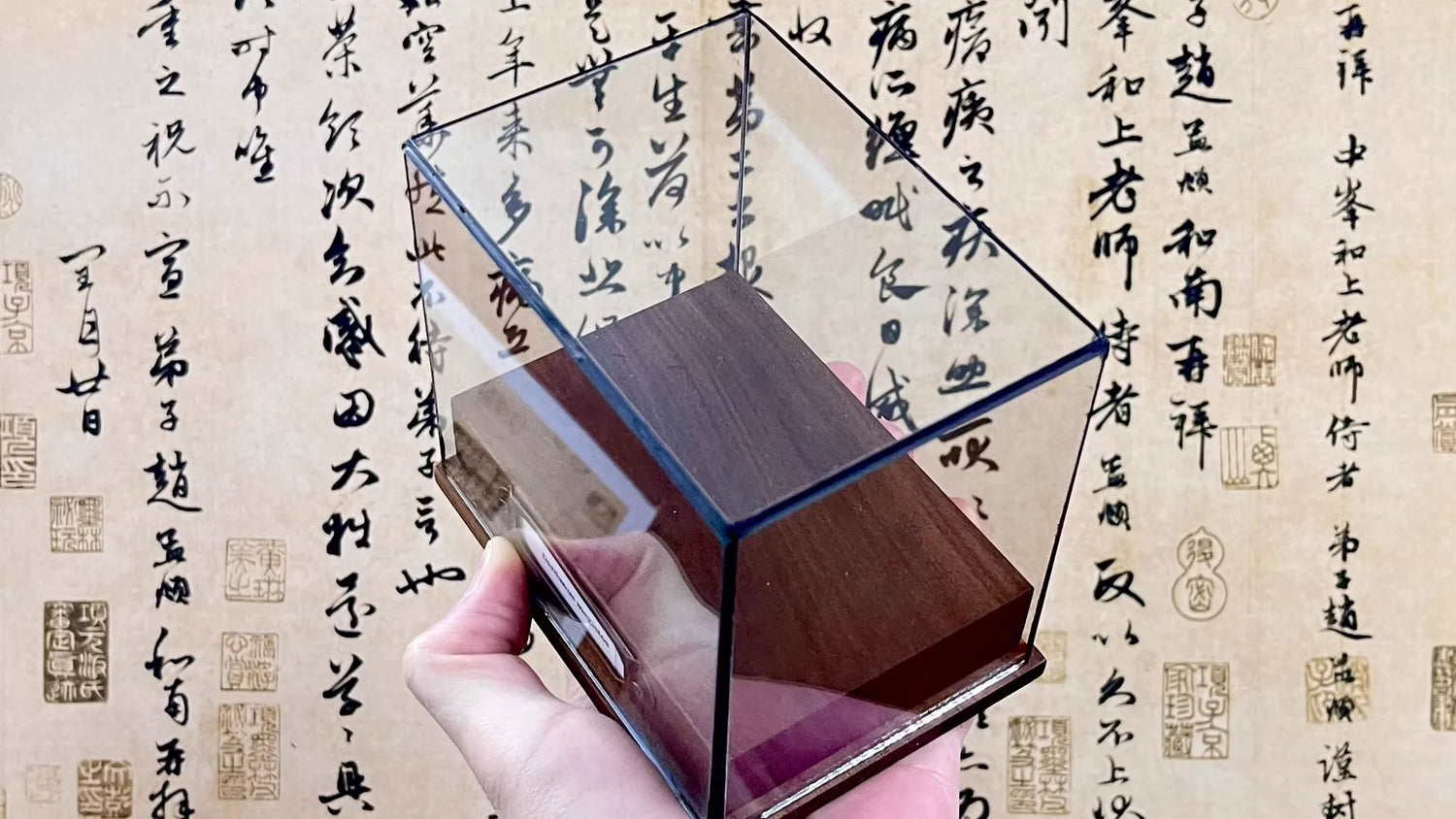 Calappa Lophos - Box Crab Specimen with Spotted Dome Shell