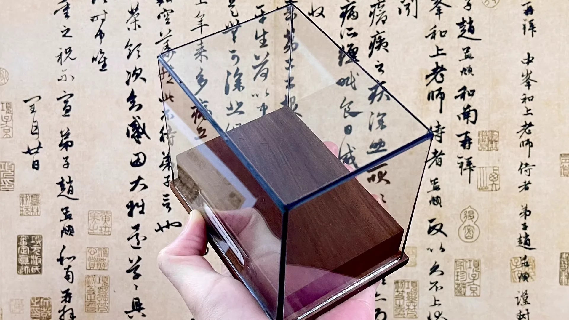 Calappa Lophos - Box Crab Specimen with Spotted Dome Shell