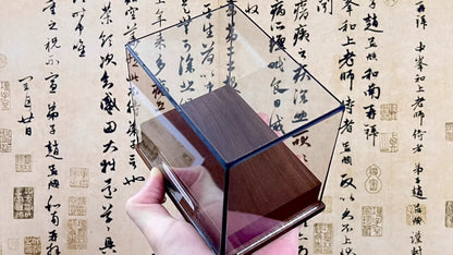 Calappa Lophos - Box Crab Specimen with Spotted Dome Shell