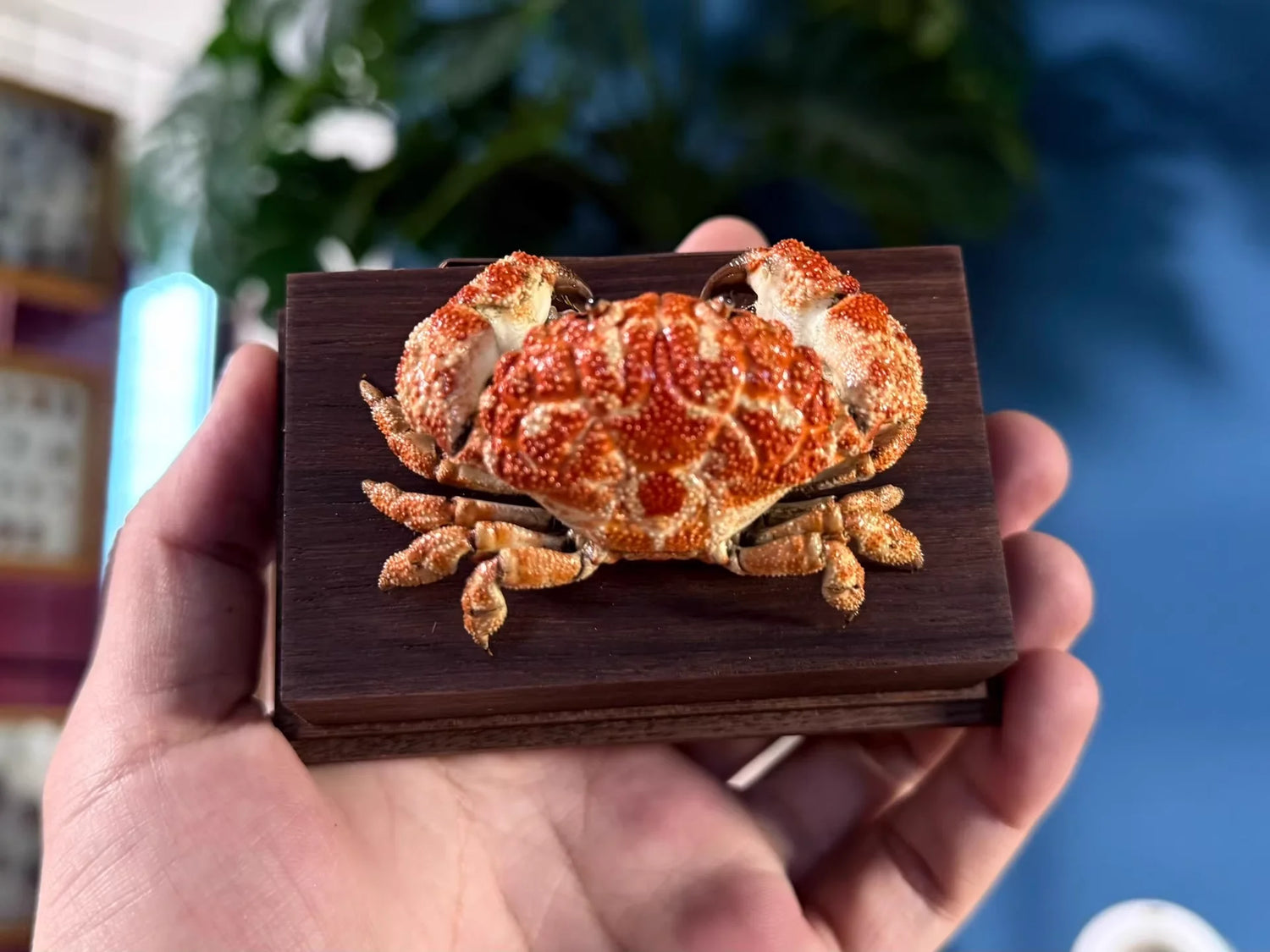 The Gaillardiellus Orientalis - Preserved Crab Specimen