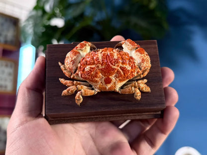 The Gaillardiellus Orientalis - Preserved Crab Specimen