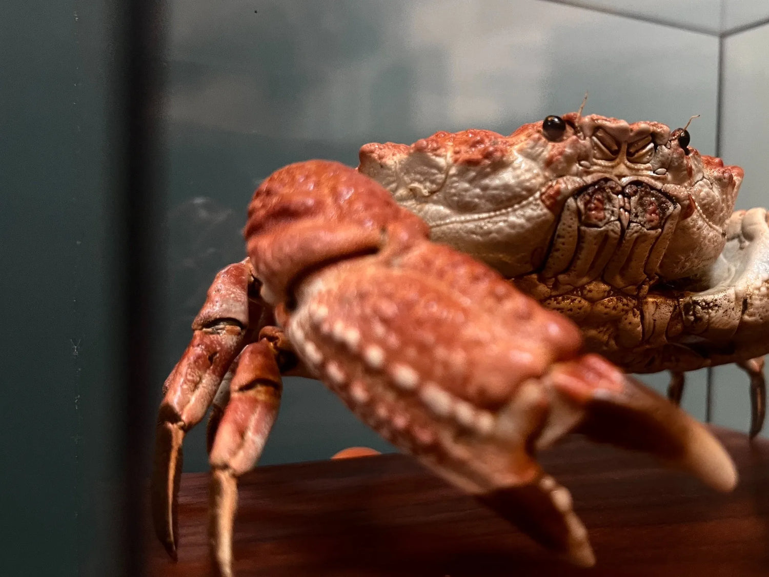 The Demania Baccalipes - Preserved Crab Specimen