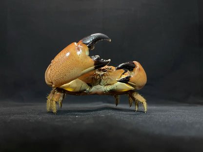 The Menippe Rumphii - Preserved Stone Crab Specimen with Oversized Claws