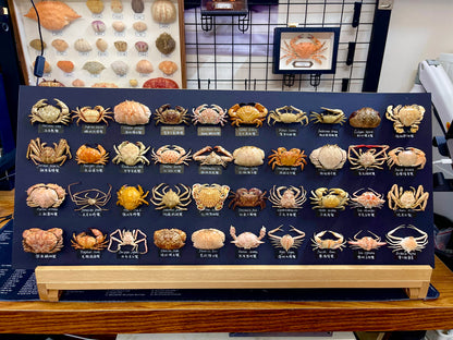 The Lophozozymus Incisus - Preserved Angular Crab Specimen