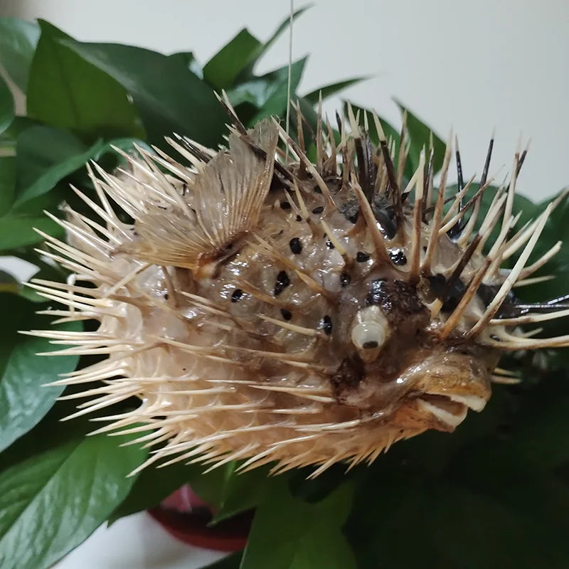 Preserved Pufferfish Specimen