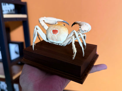 The Carcinoplax Indica - Rare Humpback Crab with Red Dorsal Spot