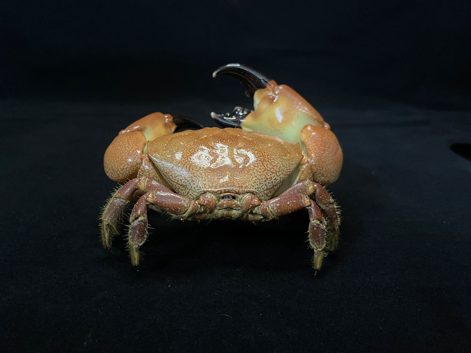 The Menippe Rumphii - Preserved Stone Crab Specimen with Oversized Claws