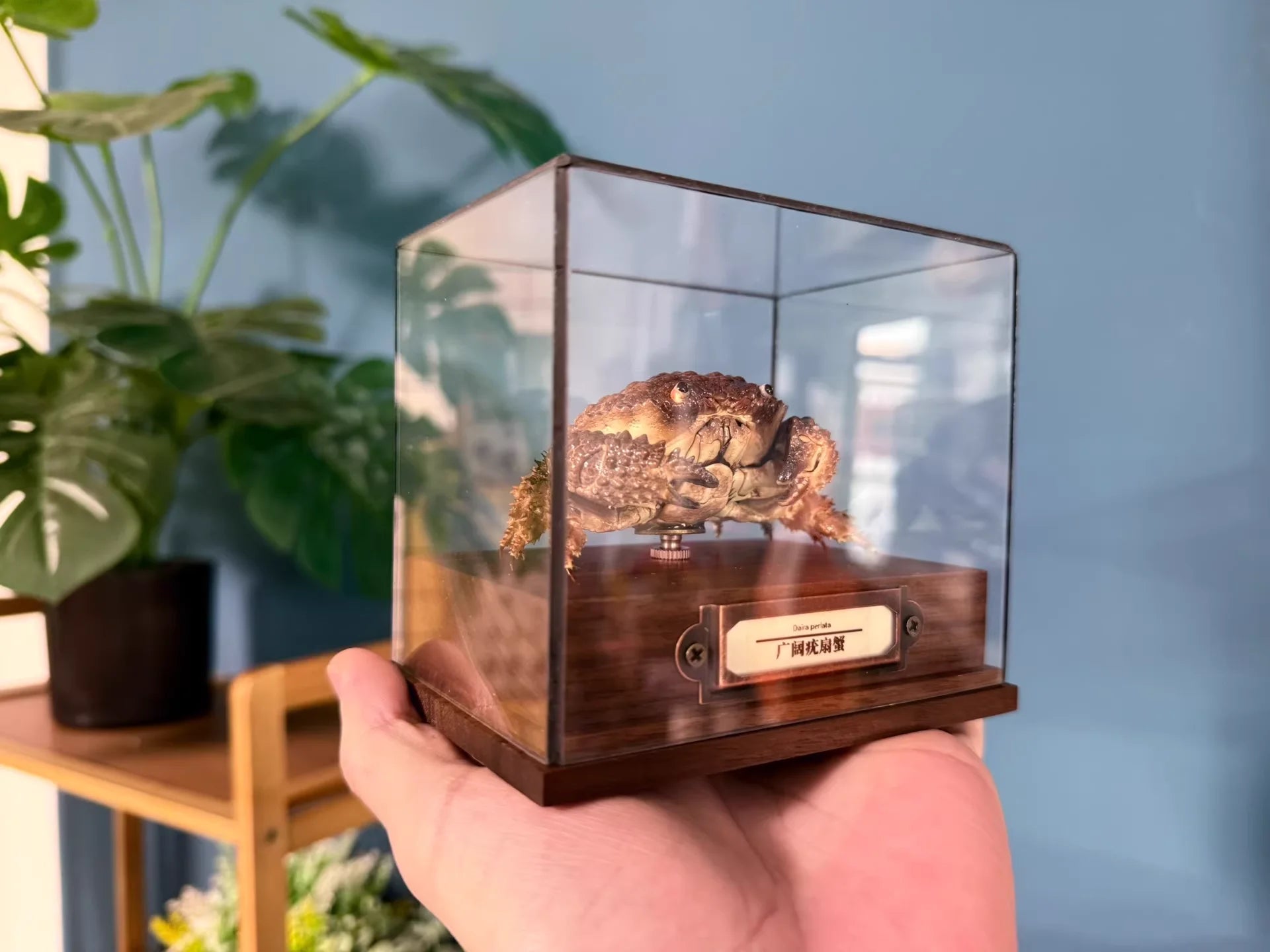 Daira Perlata - Pearl-Textured Crab with Bumpy Shell