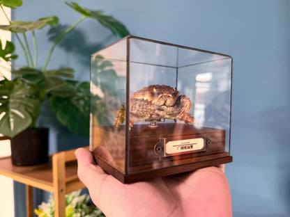 Daira Perlata - Pearl-Textured Crab with Bumpy Shell