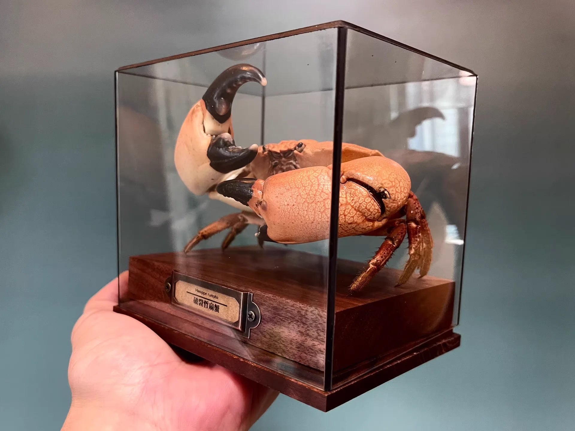 The Menippe Rumphii - Preserved Stone Crab Specimen with Oversized Claws