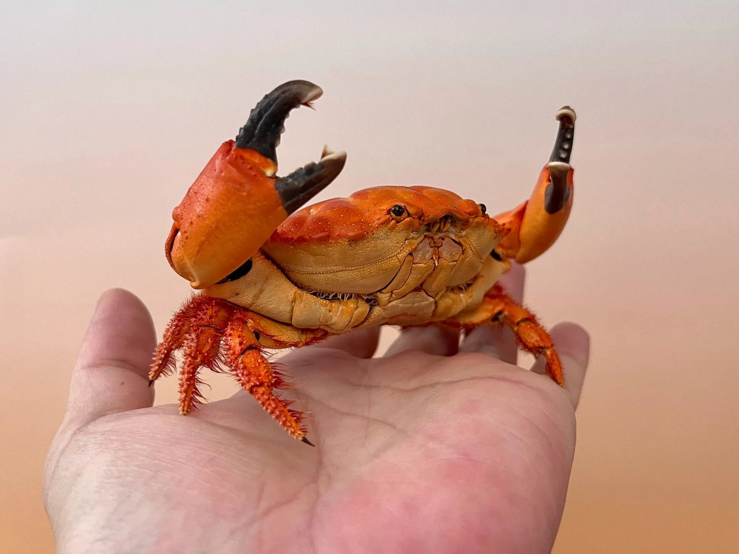 The Etisus Dentatus - Preserved Crab Specimen with Warm Coloring
