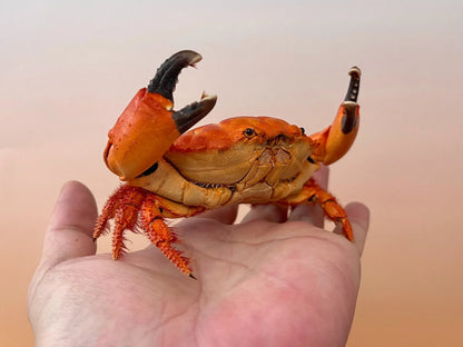 The Etisus Dentatus - Preserved Crab Specimen with Warm Coloring