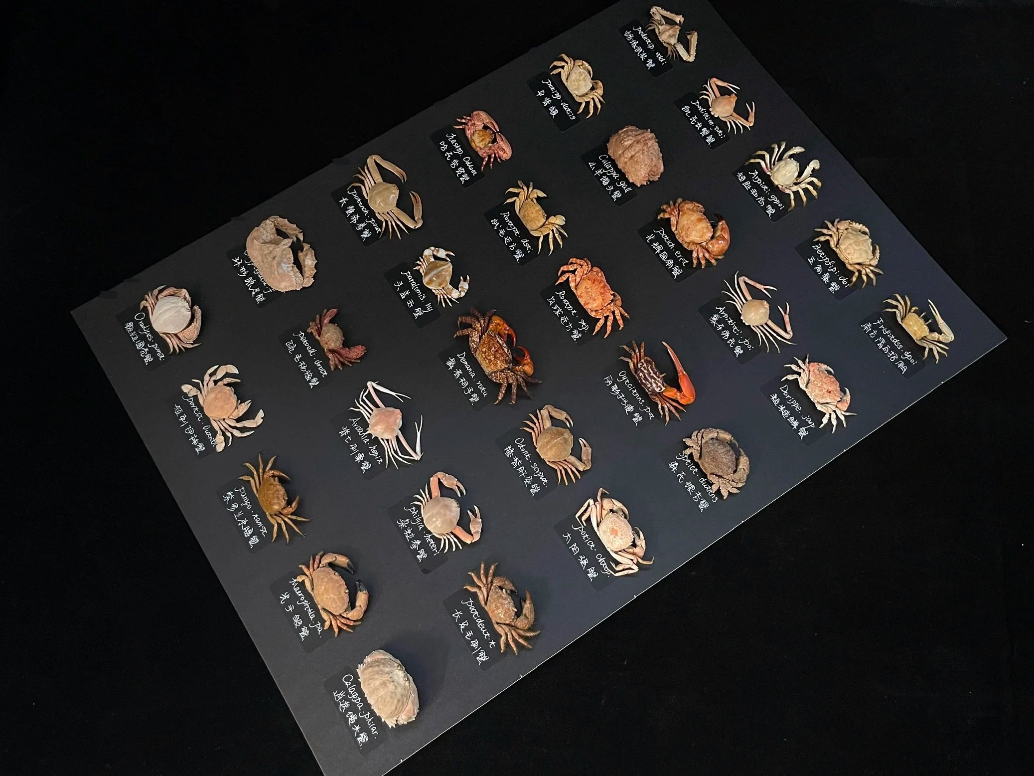 The Menippe Rumphii - Preserved Stone Crab Specimen with Oversized Claws