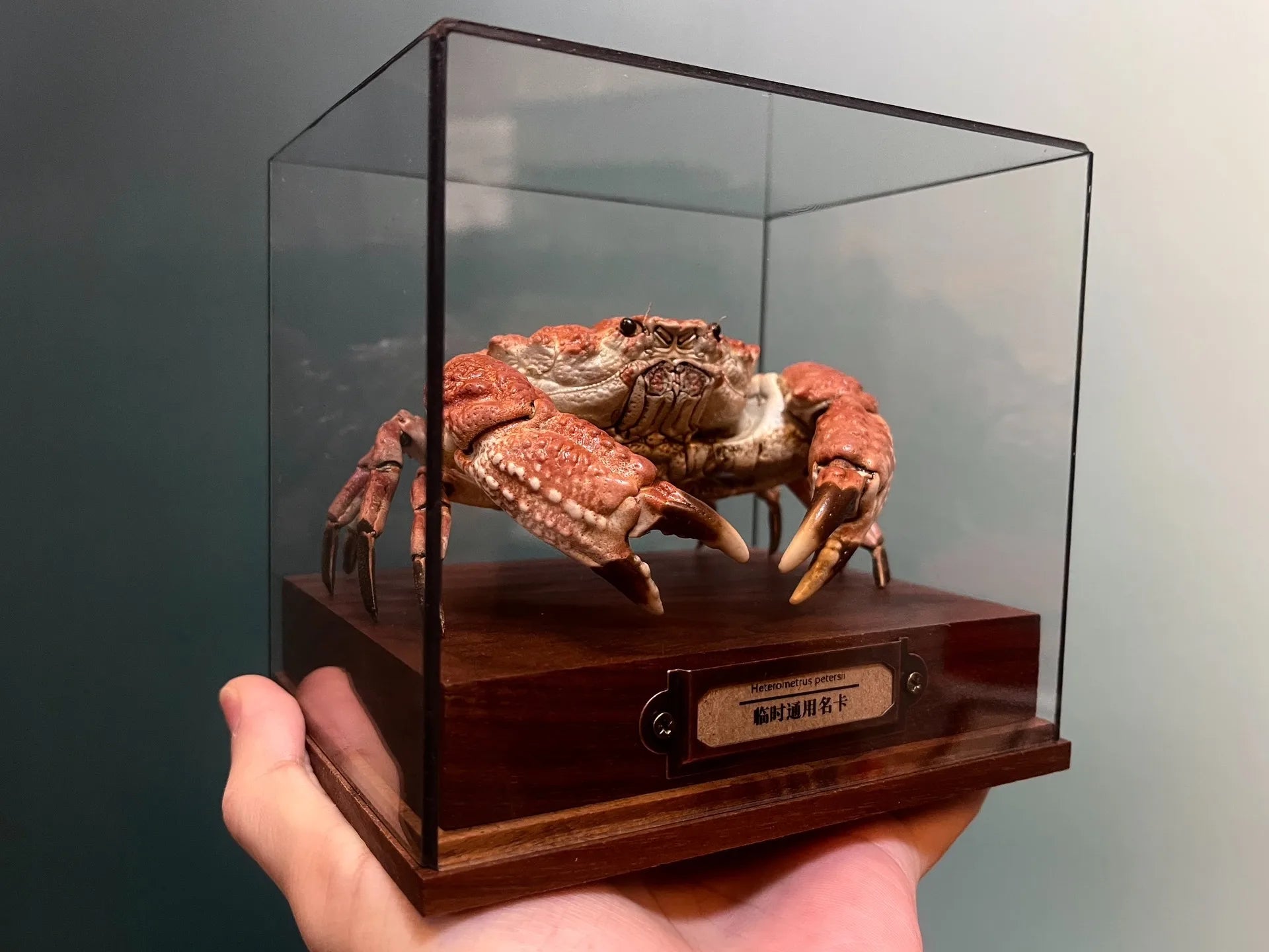 The Demania Baccalipes - Preserved Crab Specimen