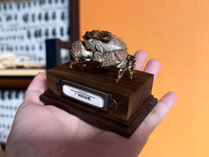 Daira Perlata - Pearl-Textured Crab with Bumpy Shell