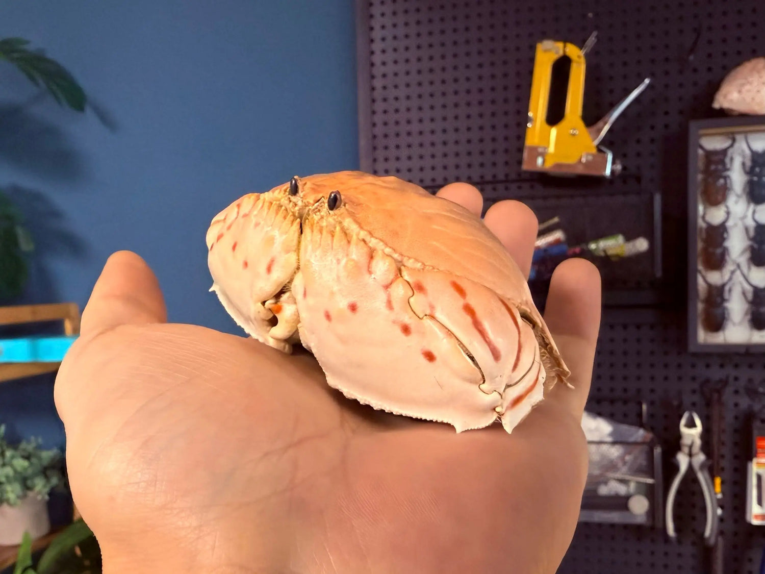 Calappa Lophos - Box Crab Specimen with Spotted Dome Shell