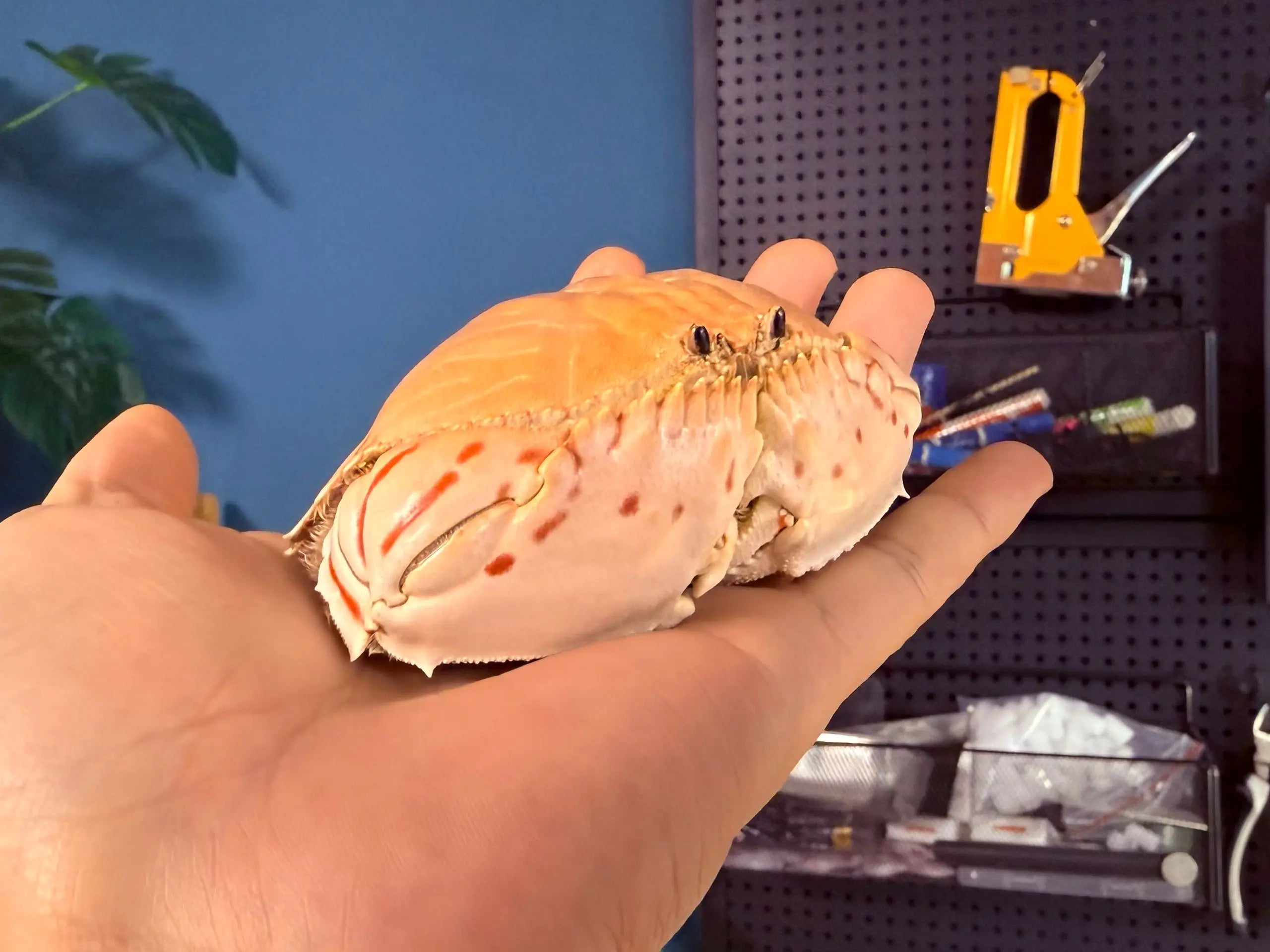 Calappa Lophos - Box Crab Specimen with Spotted Dome Shell