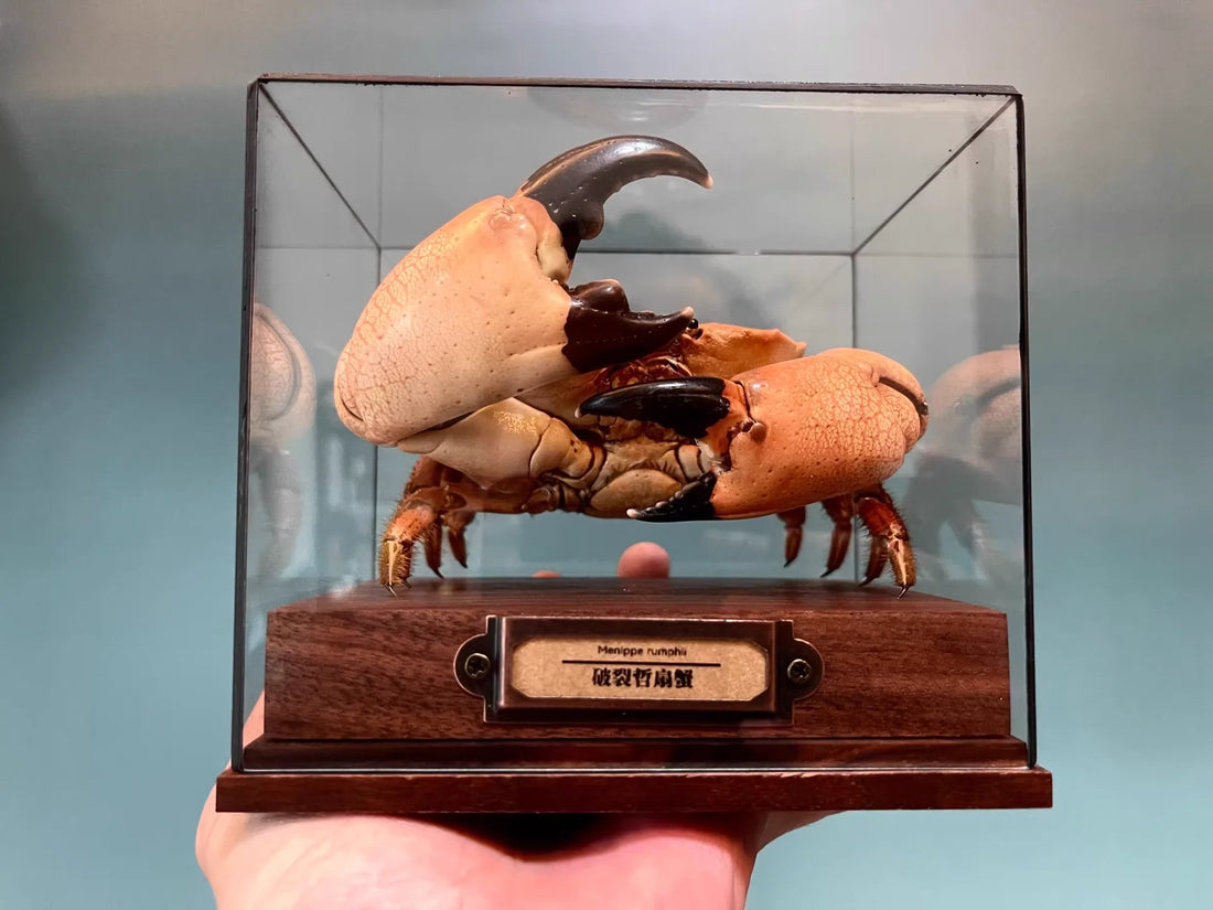 The Menippe Rumphii - Preserved Stone Crab Specimen with Oversized Claws