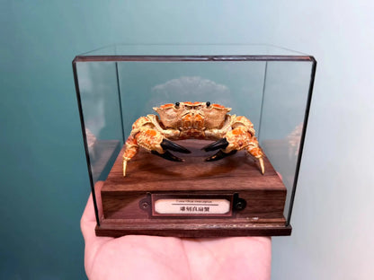 The Lophozozymus Incisus - Preserved Angular Crab Specimen