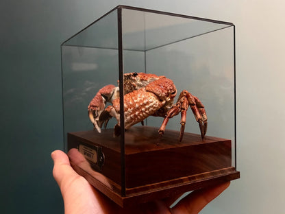 The Demania Baccalipes - Preserved Crab Specimen