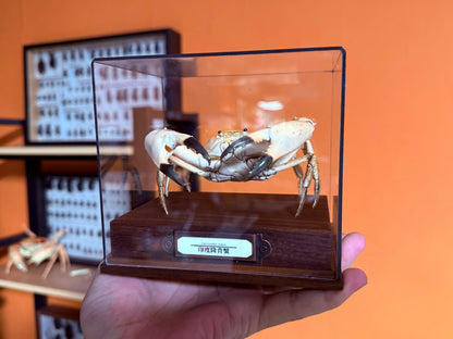 The Carcinoplax Indica - Rare Humpback Crab with Red Dorsal Spot