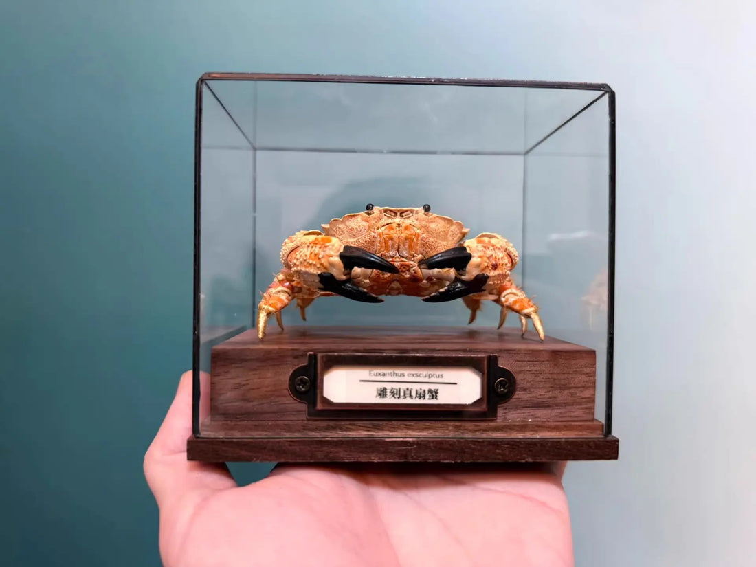 The Lophozozymus Incisus - Preserved Angular Crab Specimen