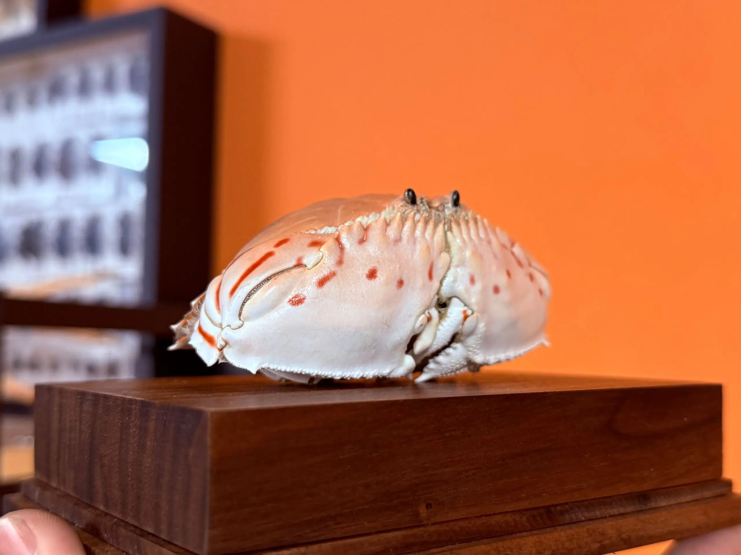 Calappa Lophos - Box Crab Specimen with Spotted Dome Shell