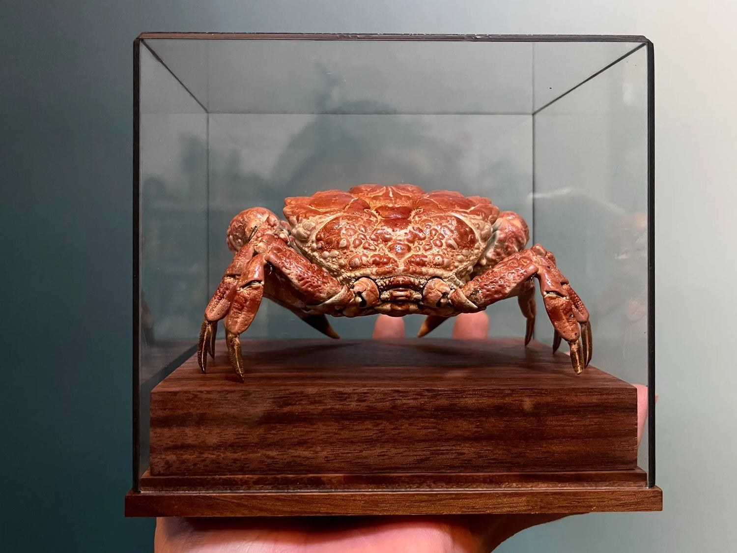 The Demania Baccalipes - Preserved Crab Specimen