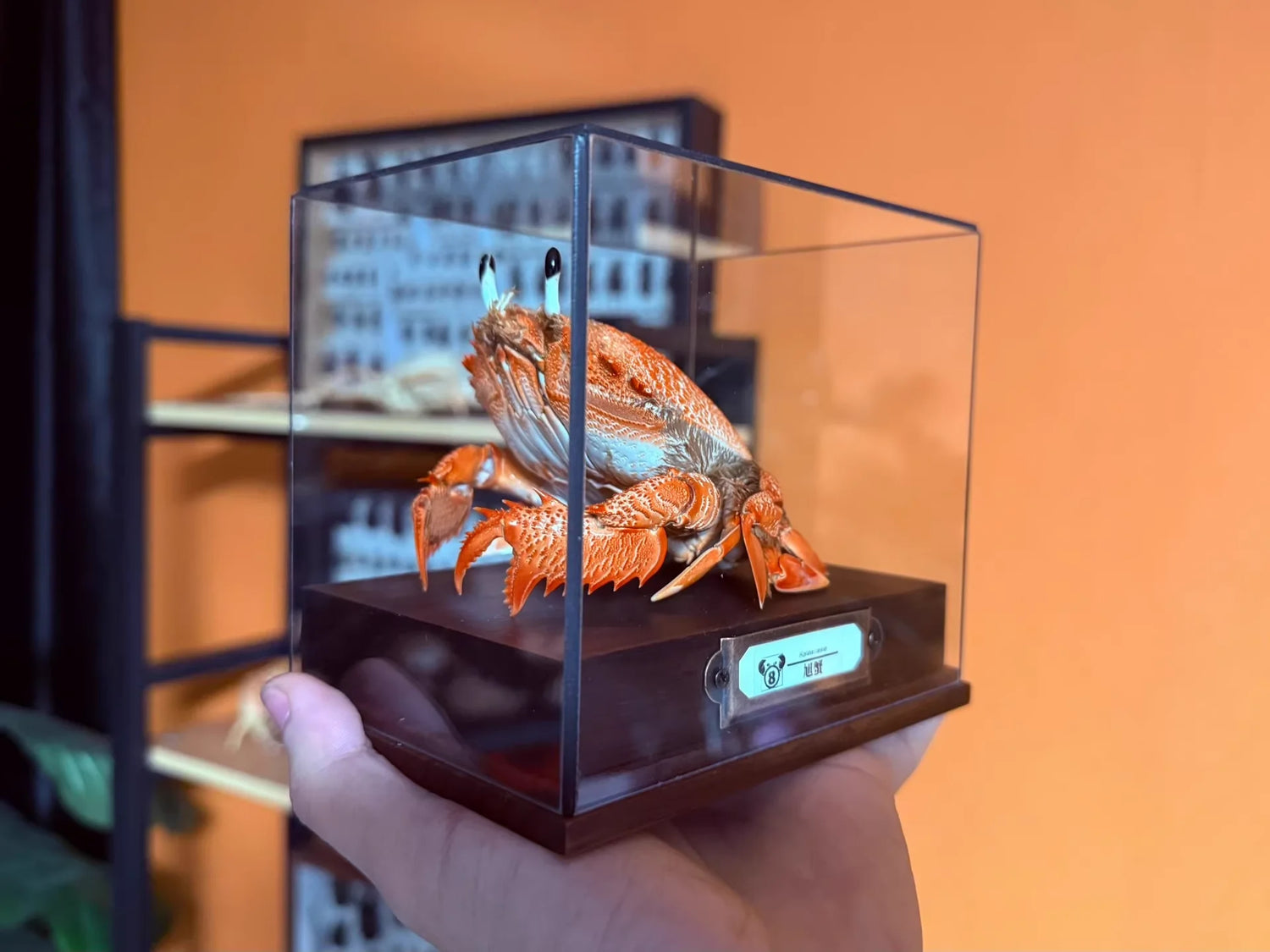 Ranina Ranina - Backwards Frog Crab with Blue Eye Stalks