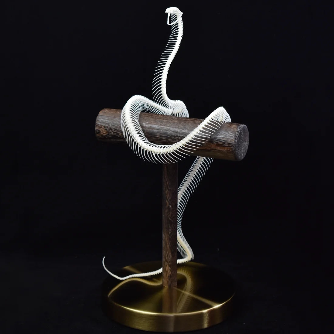 Natural Bone Snake Skeleton Specimen