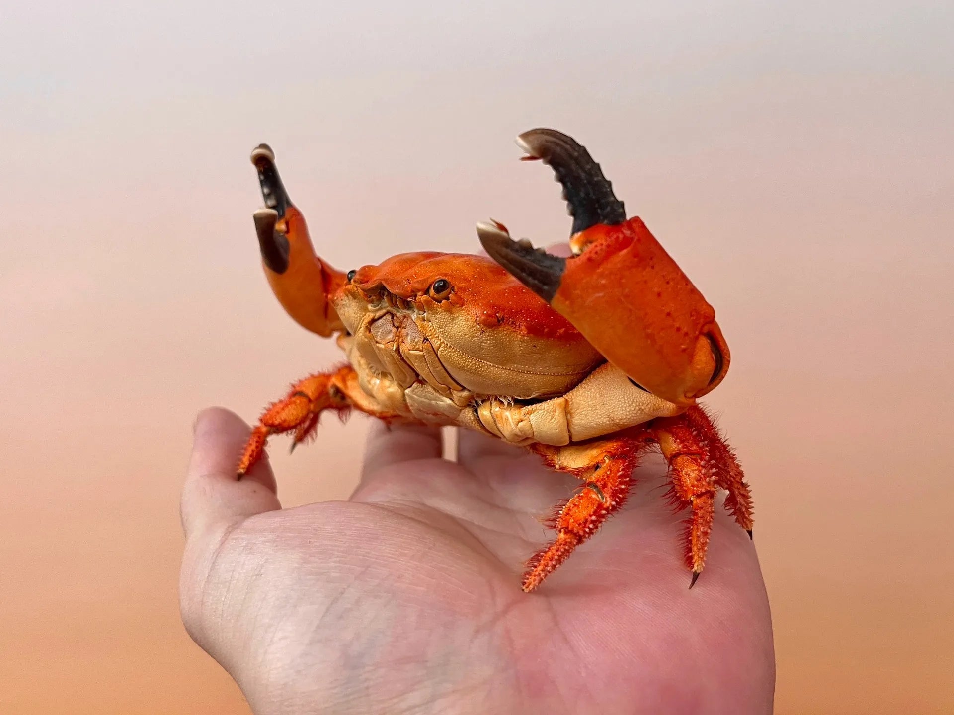 The Etisus Dentatus - Preserved Crab Specimen with Warm Coloring
